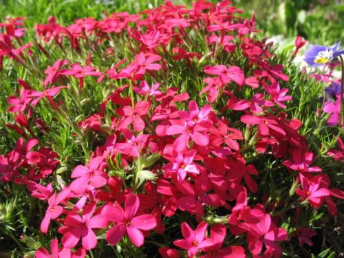 Травянистые стелющиеся растения. Популярные виды