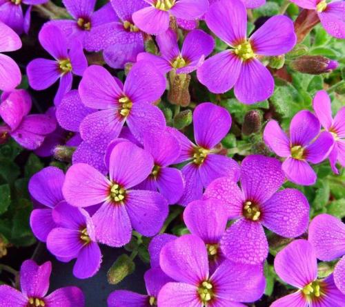 Травянистые стелющиеся растения. Популярные виды