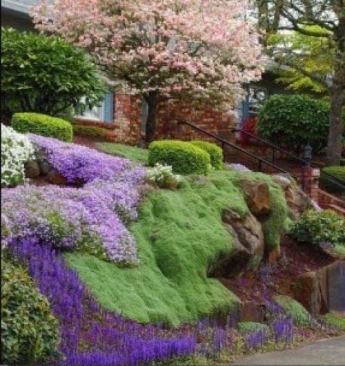 Стелющееся растение с желтыми цветами. Какие есть виды почвопокровных многолетников