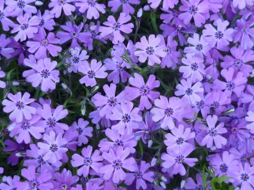 Травянистые стелющиеся растения. Популярные виды