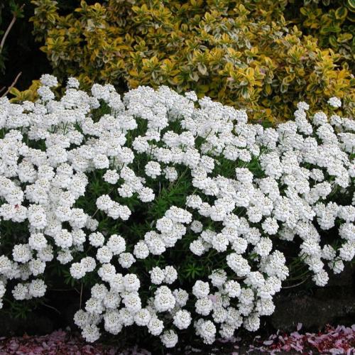 Травянистые стелющиеся растения. Популярные виды