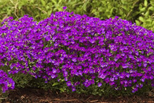 Травянистые стелющиеся растения. Популярные виды