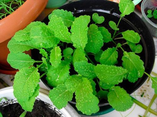 Низкорослые пряные травы. 10 пряных трав, которые можно вырастить на подоконнике