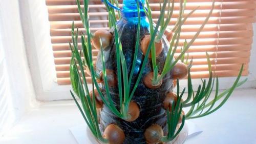 Низкорослые пряные травы. 10 пряных трав, которые можно вырастить на подоконнике