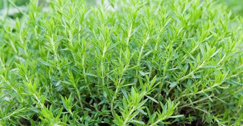 Пряные травы список. Какие пряные травы можно вырастить на своем огороде