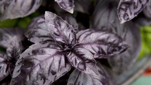 Фиолетовая пряная трава. Фиолетовый базилик — польза и вред