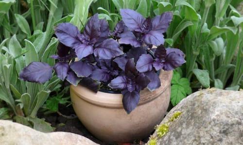 Фиолетовая пряная трава. Фиолетовый базилик — польза и вред