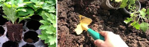Как выбрать морозостойкие корейские хризантемы для своего региона
