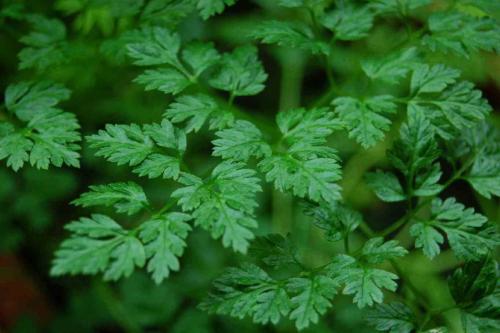 Пряные травы в вашем саду. Распространенные пряные культуры