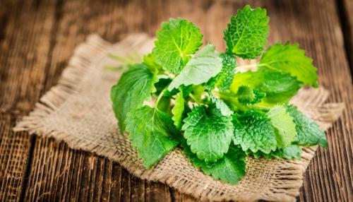 Многолетние пряные травы в саду. 13 многолетних пряностей для открытого грунта