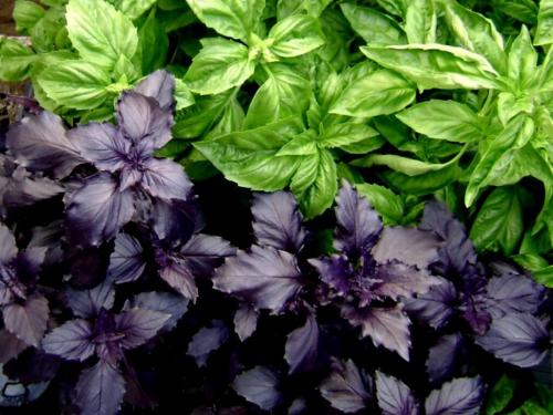 Пряные травы в вашем саду. Распространенные пряные культуры