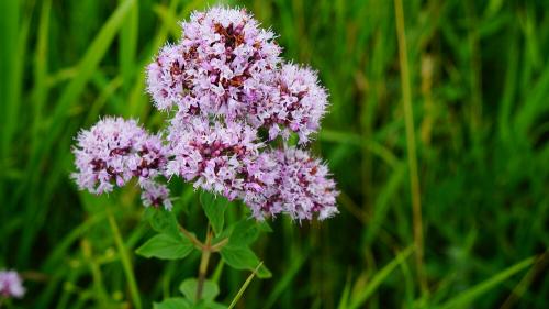 Пряные травы в вашем саду. Распространенные пряные культуры