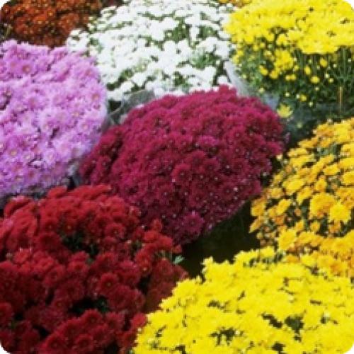 Какие сорта хризантем лучше высаживать в грунт для зимнего выращивания. МНОГОЛЕТНИЕ КУСТОВЫЕ ХРИЗАНТЕМЫ