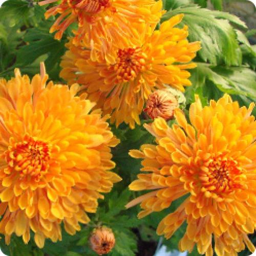 Какие сорта хризантем лучше высаживать в грунт для зимнего выращивания. МНОГОЛЕТНИЕ КУСТОВЫЕ ХРИЗАНТЕМЫ