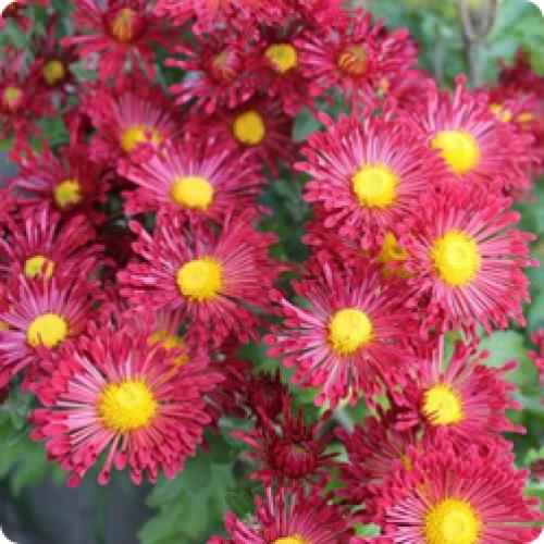 Какие сорта хризантем лучше высаживать в грунт для зимнего выращивания. МНОГОЛЕТНИЕ КУСТОВЫЕ ХРИЗАНТЕМЫ