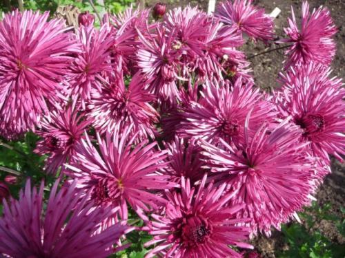 Какие сорта корейской хризантемы наиболее устойчивы к болезням и вредителям