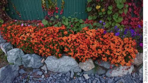 Какие сорта хризантем можно выращивать в грунте в холодном климате. Хризантема мультифлора — яркий огонёк в ночи наступающих холодов