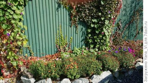 Какие сорта хризантем можно выращивать в грунте в холодном климате. Хризантема мультифлора — яркий огонёк в ночи наступающих холодов