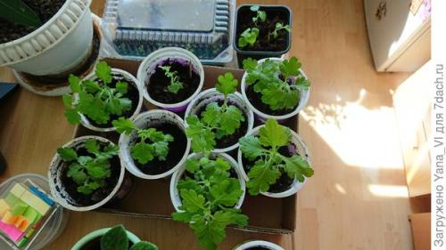 Какие сорта хризантем можно выращивать в грунте в холодном климате. Хризантема мультифлора — яркий огонёк в ночи наступающих холодов