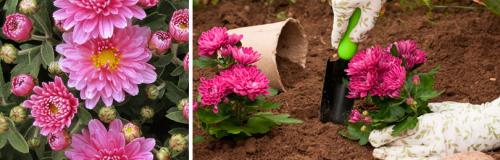 Какие сорта хризантем лучше высаживать в грунт для зимнего выращивания. МНОГОЛЕТНИЕ КУСТОВЫЕ ХРИЗАНТЕМЫ