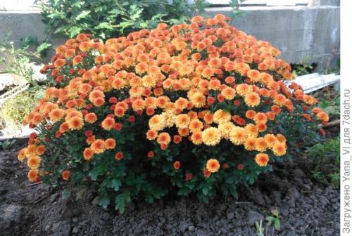 Какие сорта хризантем можно выращивать в грунте в холодном климате. Хризантема мультифлора — яркий огонёк в ночи наступающих холодов