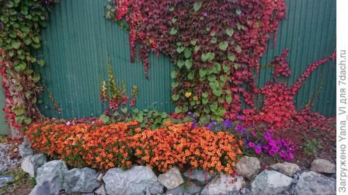 Какие сорта хризантем можно выращивать в грунте в холодном климате. Хризантема мультифлора — яркий огонёк в ночи наступающих холодов