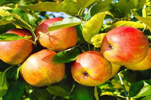 Летний полосатый сорт яблонь. Особенности выращивания в различных регионах