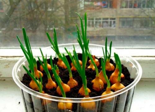 Пряные травы в горшках. 10 пряных трав, которые можно вырастить на подоконнике