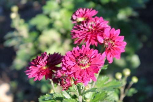 Какие свойства и характеристики имеют зимостойкие корейские хризантемы сорта. О прекрасных сортах хризантемы корейской