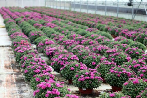 Какие сорта хризантем мультифлора лучше выращивать в открытом грунте. Посадка