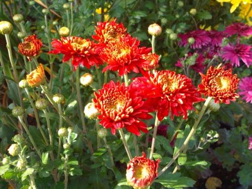 Какие свойства и характеристики имеют зимостойкие корейские хризантемы сорта. О прекрасных сортах хризантемы корейской