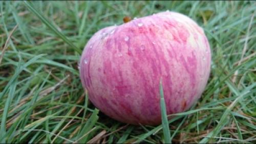 Сорт яблонь Коричное полосатое. Общие характеристики 05