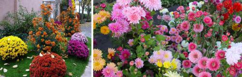 Как часто нужно удобрять хризантемы корейские, зимовавшие в грунте