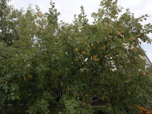 Яблоня Осеннее полосатое: характеристики