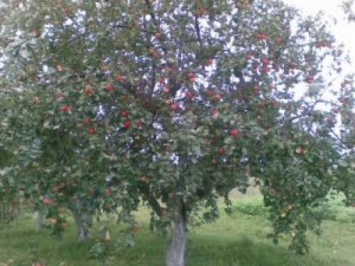 Яблоня Коричное суперкарлик. Яблоня Коричное новое: характеристики