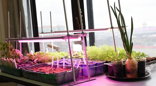 Какие пряности можно вырастить в средней полосе. Добавление статьи в новую подборку 04