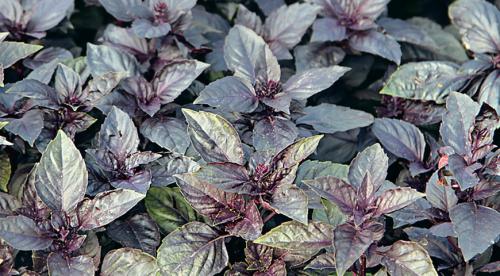 Какие пряности можно вырастить в средней полосе. Добавление статьи в новую подборку 07 Какие пряности можно вырастить в средней полосе. Добавление статьи в новую подборку 07