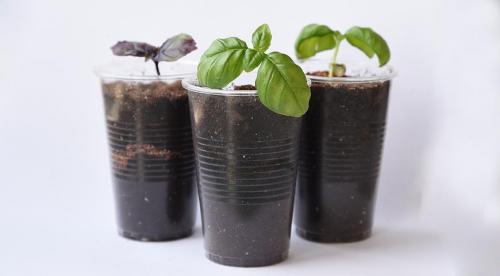 Какие пряности можно вырастить в средней полосе. Добавление статьи в новую подборку 08