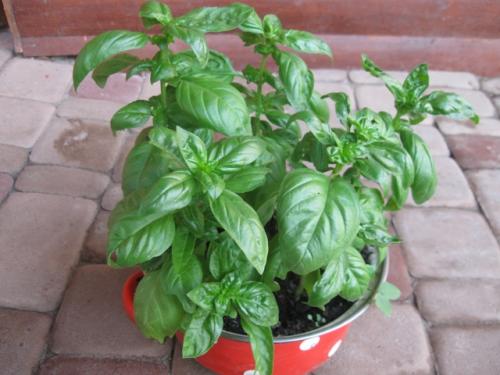 Базилик ростки. Как вырастить базилик из черенков в квартире или доме