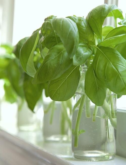 Базилик ростки. Как вырастить базилик из черенков в квартире или доме