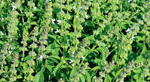 Какие пряности можно вырастить в средней полосе. Добавление статьи в новую подборку 06