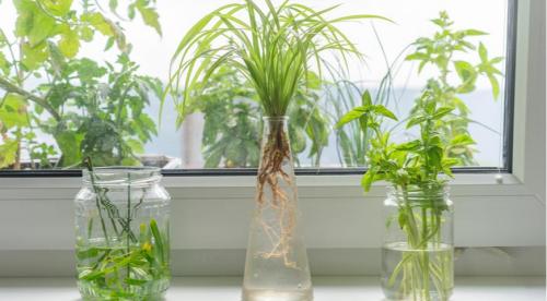 Какие пряности можно вырастить в средней полосе. Добавление статьи в новую подборку 05 Какие пряности можно вырастить в средней полосе. Добавление статьи в новую подборку 05