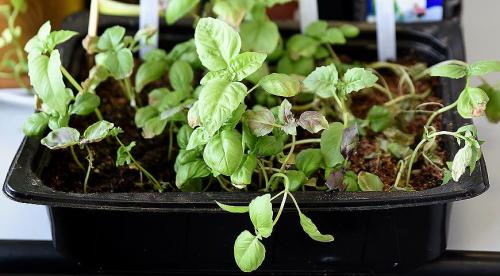 Какие пряности можно вырастить в средней полосе. Добавление статьи в новую подборку 03
