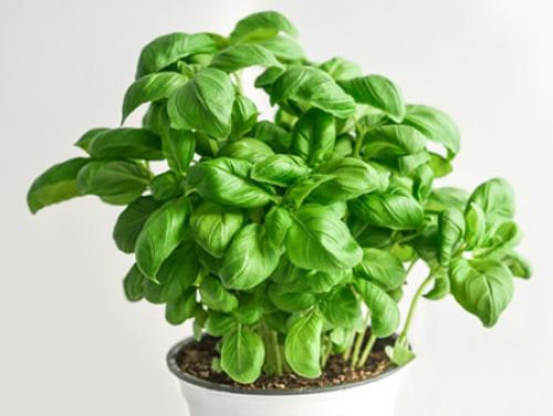 Базилик ростки. Как вырастить базилик из черенков в квартире или доме