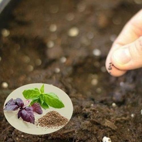 Базилик не растет. Выращивание рассады базилика из семян