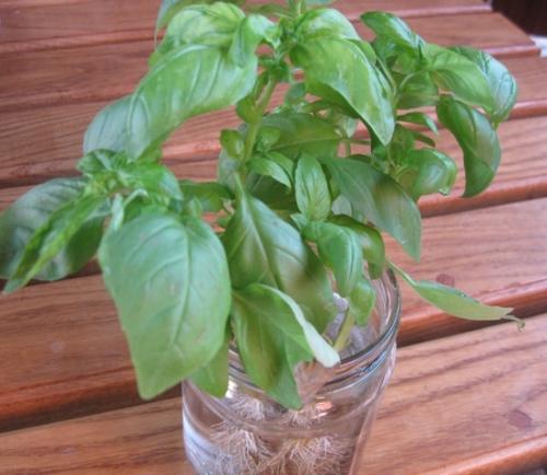 Базилик ростки. Как вырастить базилик из черенков в квартире или доме