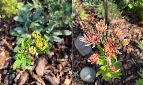 Какие сорта хризантем будут наиболее эксклюзивными и редкими. Здравствуйте, вы продали не те сорта мне   Это ведь не шарообразная бигуди, это вообще другие сорта.Также вместо каскадных, выросли по. 3 м в один ствол.