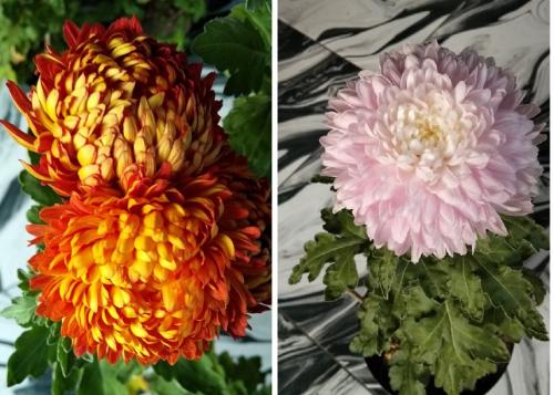 Какие сорта хризантем будут наиболее эксклюзивными и редкими. Здравствуйте, вы продали не те сорта мне   Это ведь не шарообразная бигуди, это вообще другие сорта.Также вместо каскадных, выросли по. 3 м в один ствол.