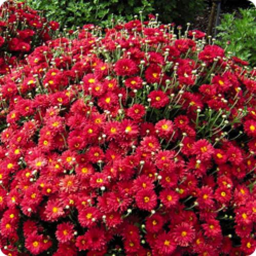 H2. `Dendranthema x grandiflorum`_