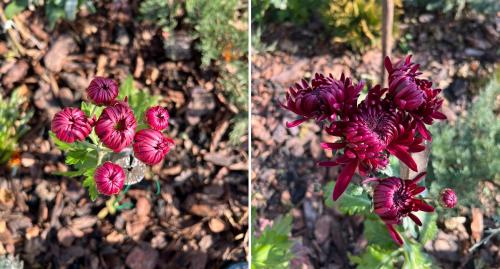 Какие сорта хризантем будут наиболее эксклюзивными и редкими. Здравствуйте, вы продали не те сорта мне   Это ведь не шарообразная бигуди, это вообще другие сорта.Также вместо каскадных, выросли по. 3 м в один ствол.